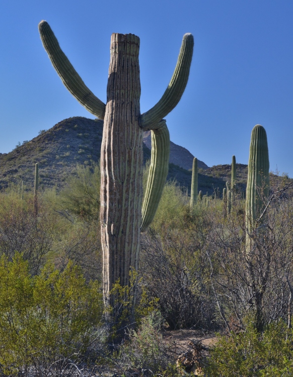 cactus personalities